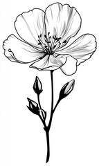 Obraz premium Detailed black and white line drawing of a single flower with buds