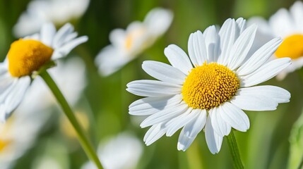 White Daisies in a Field