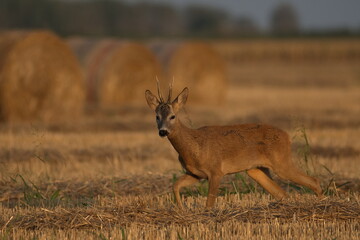 A beautiful roe deer in the field	