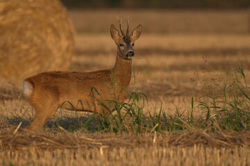 A beautiful roe deer in the field	