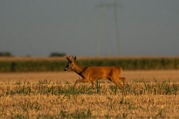 A beautiful roe deer in the field	