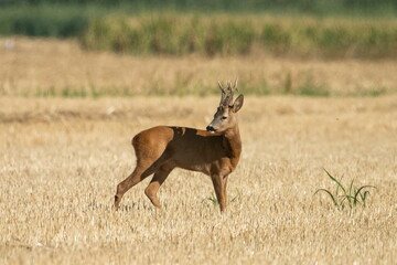 A beautiful roe deer in the field	