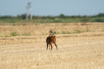 A beautiful roe deer in the field	