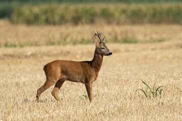 A beautiful roe deer in the field	