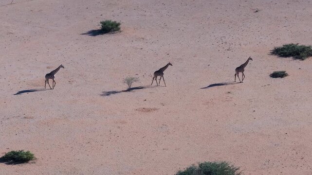 Aerial view of a solitary desert with a giraffe amidst dry bushes, Khomas, Namibia.