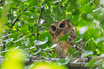 Collared Scops Owl, Kathmandu Valley, Nepal.