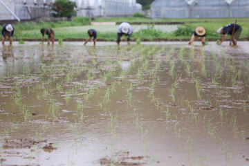 田植えをする様子