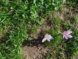 Delicate pink flowers emerge from the vibrant green grass