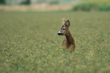 A beautiful roe deer in the field