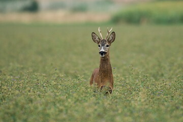 A beautiful roe deer in the field
