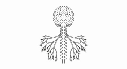 Detailed Line Art of Human Brain, Spinal Cord, and Nerves