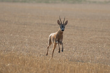 A beautiful roe deer in the field