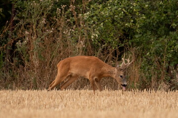 A beautiful roe deer in the field