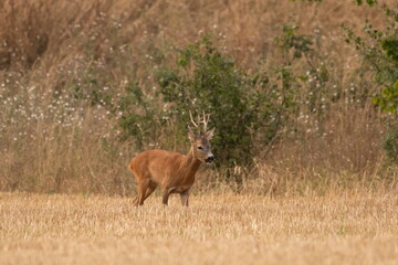 A beautiful roe deer in the field