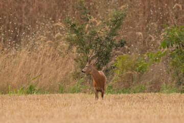 A beautiful roe deer in the field