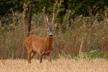 A beautiful roe deer in the field