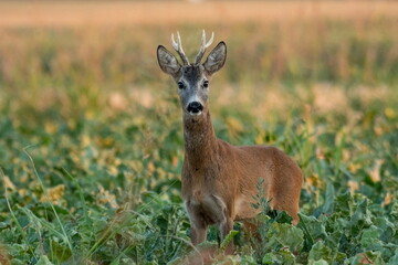 A beautiful roe deer in the field