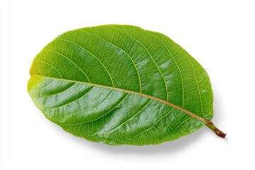Close-up of a vibrant green leaf (2)
