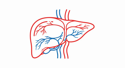Detailed Line Art Illustration of Human Liver with Blood Vessels