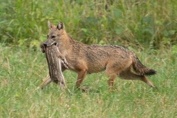Golden jackal with prey in mouth