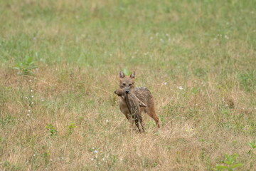 Golden jackal with prey in mouth