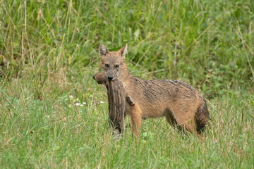 Golden jackal with prey in mouth