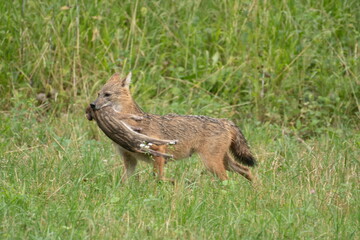 Golden jackal with prey in mouth