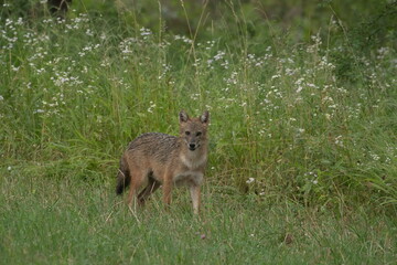 Golden jackal