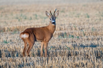 Fototapeta premium A beautiful roe deer in the field