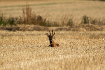 A beautiful roe deer in the field