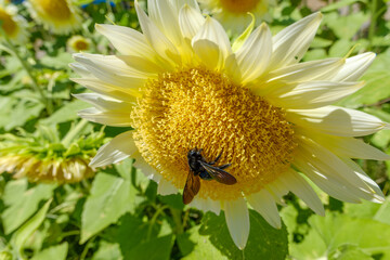 ヒマワリとクロアナバチの夏の出会い