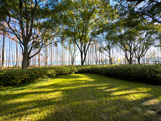 Capturing Tranquility: A Serene Pathway Through Lush Greenery and Sunlit Trees