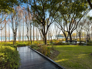 Tranquil Nature Pathway Surrounded by Lush Trees and Scenic Water View