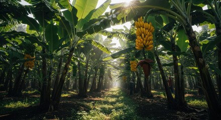 Banana plantation with dense foliage, ripe fruits, and sunlight in background