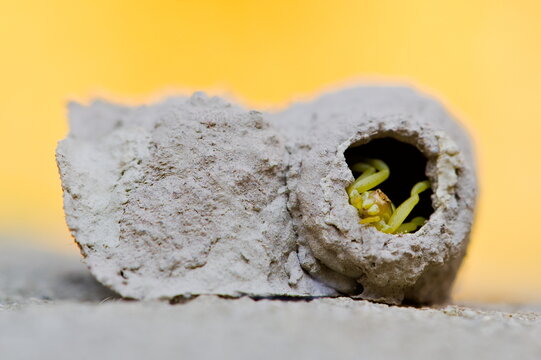Paralyzed spider (flower crab spider) in a mud dauber wasp clay chamber with pupae &ndash; invasive insect in the Czech Republic (Sceliphron curvatum).