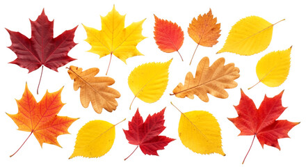 Obraz premium vibrant autumn leaves collection perfect for fall designs seasonal projects