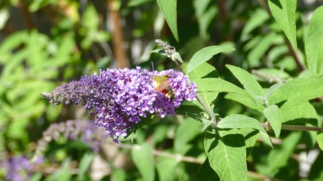 Broad-bordered bee hawk-moth (Hemaris fuciformis) in flight above summer lilac in Zurich, Switzerland