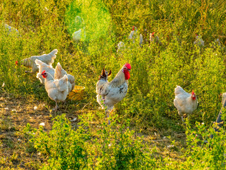 Freilaufende Hühner am Hühnerwagen
