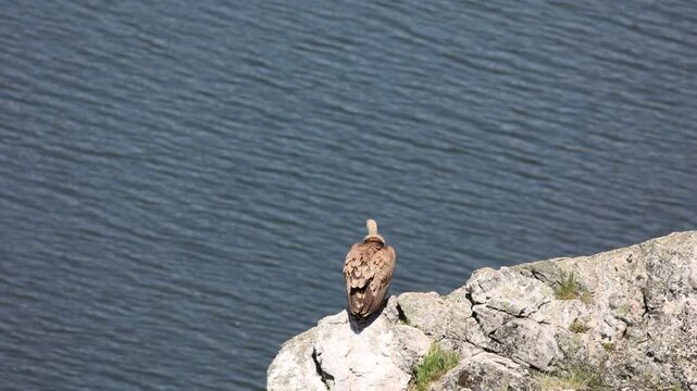 Buitre leonado posado al sol sobre una roca con el agua de un r&iacute;o de fondo, ave rapaz y carro&ntilde;era en su h&aacute;bitat natural, fauna salvaje ib&eacute;rica