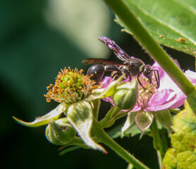 Black Wasp on a Wild Blackberry Blossom