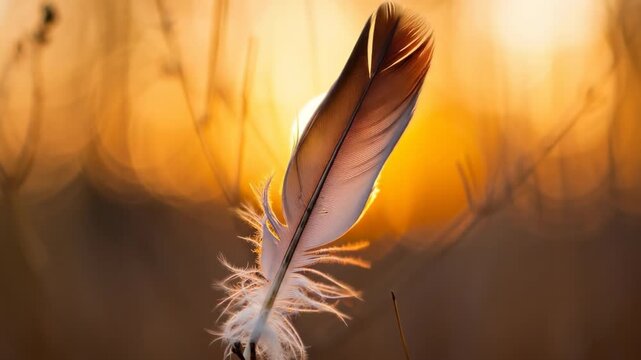 A Single Feather Standing in a Field with a Beautiful Sunset Background.