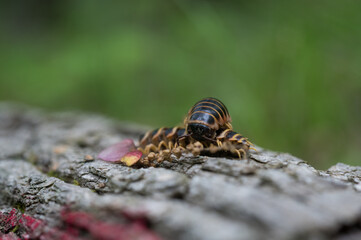 One Millipede crawling over another millipede on a fallen tree trunk