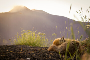 Fox and volcano