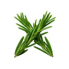 Fototapeta premium Fresh Rosemary Sprigs - Aromatic Herb, Culinary Ingredient, Isolated on Black