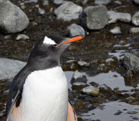 Penguin on a rocky Antarctica shore