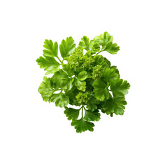 Fototapeta premium Fresh Parsley Sprig, Vibrant Green Herb Close-Up