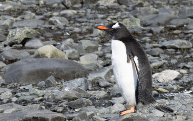 Penguin on a rocky Antarctica shore