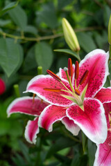 pink lily in the garden