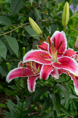 pink lily flower