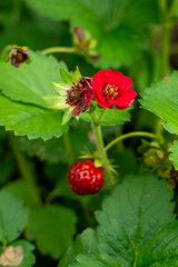 red strawberry flower